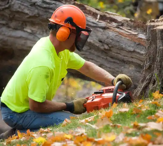 tree services Schenectady